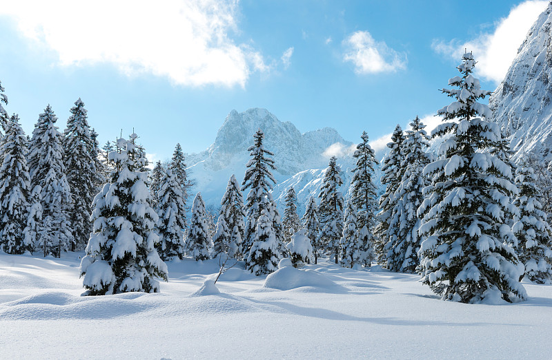 雪,地形,有包装的,杉树,奥地利,气候与心情,风景,冻结的,雾,松科