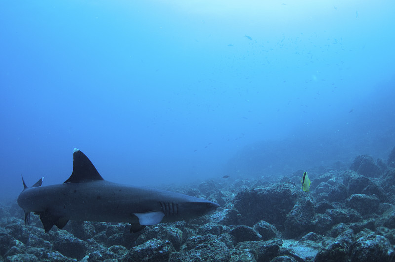 白尖鳍角鲨,蝴蝶鱼,在底端,黄色,岩石,海洋白尖鲨,关那卡斯提,水下摄影机,从在水肺潜水的角度拍摄,潜水镜