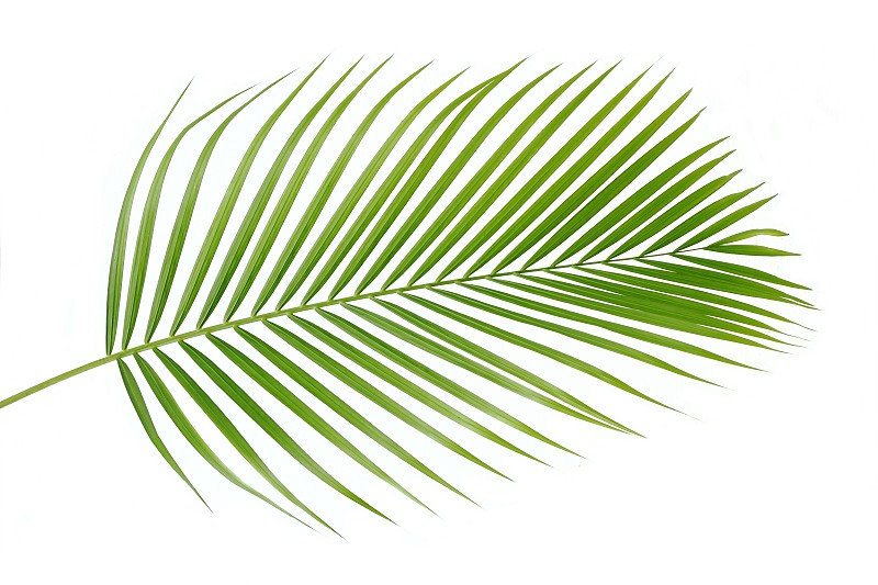 棕榈叶,植物的组成部分,热带树,棕榈树,叶子,白色背景,一个物体,绿色,泰国,清新