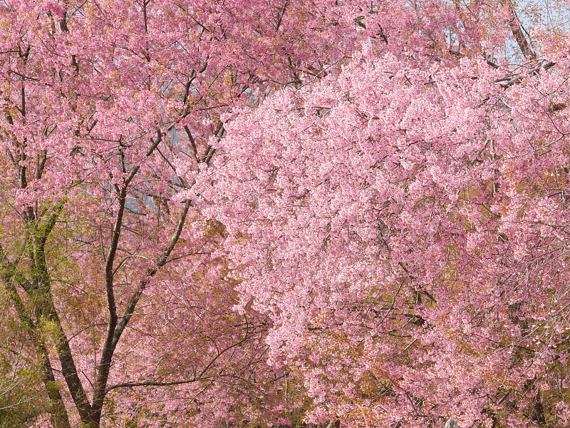 花朵,樱桃树,上野公园,上野区,东京,粉色,图像,美,自然美,春天