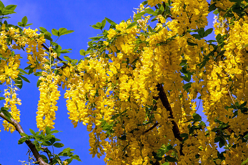 栾树,天空,蓝色,花朵,金链花,水平画幅,绿色,无人,荷兰,黄色