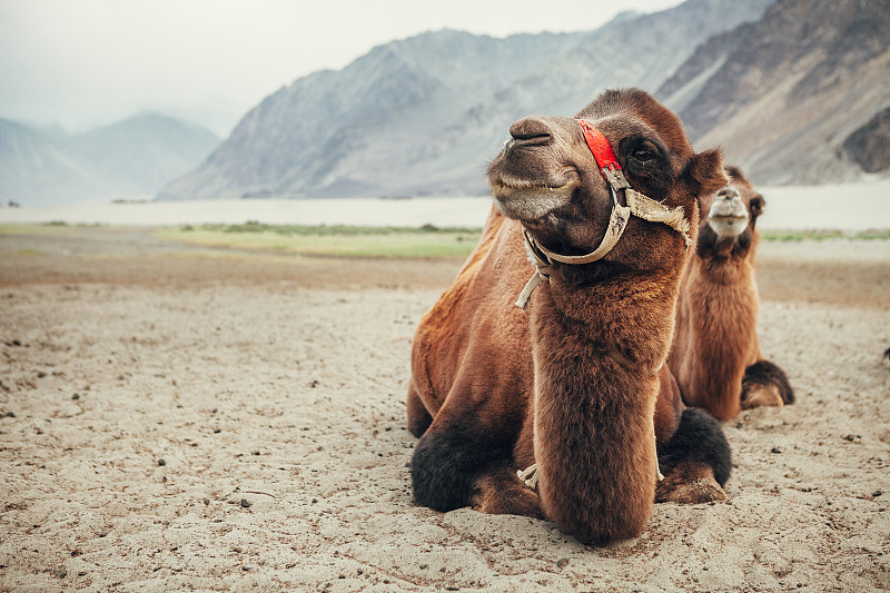 努布拉山谷,骆驼,双峰骆驼,查谟地区,护送队,驼峰,查谟和克什米尔,喜马拉雅山脉,旅途,野生动物