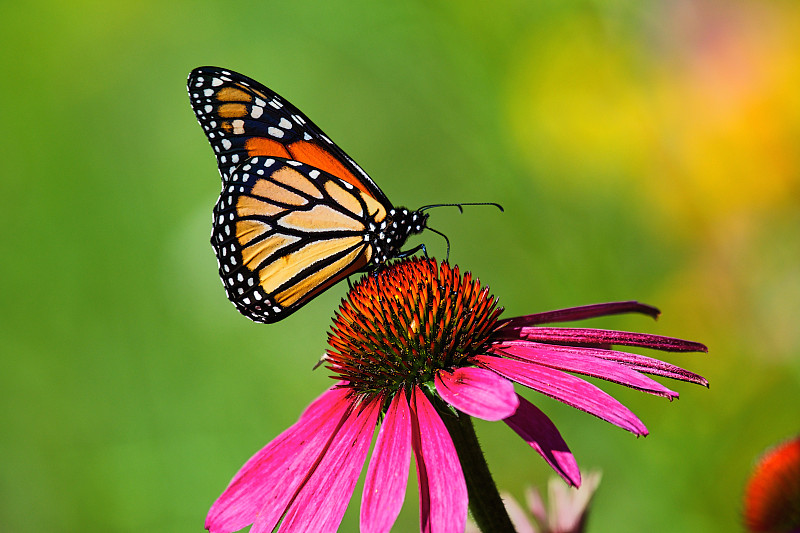蝴蝶,大波斯菊,黑脉金斑蝶,野花,花粉,橙色,选择对焦,水平画幅,无人,夏天