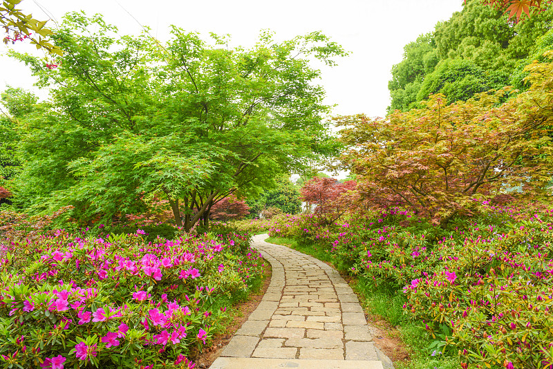 园林,路,自然美,苏州,杜鹃花属,夏季系列,美,公园,水平画幅,沙子