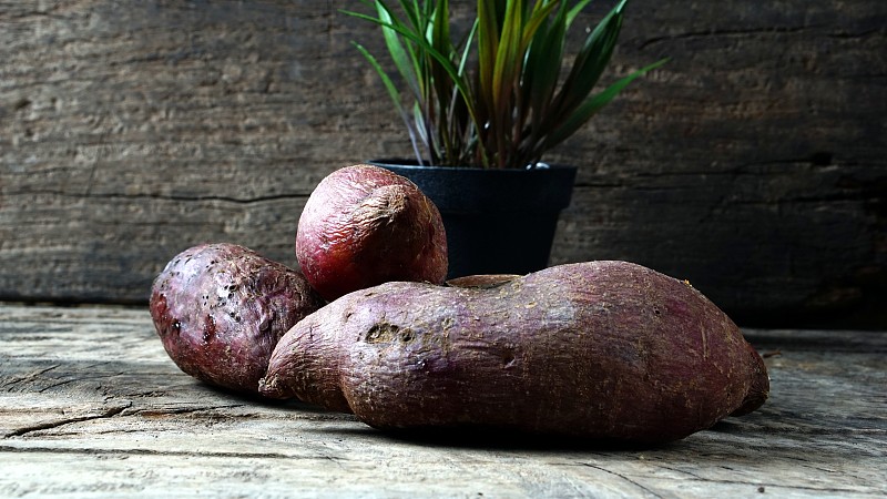 甘薯,牵牛花,耐性,紫色,多年生植物,水平画幅,园艺,湿,精制土豆,泰国