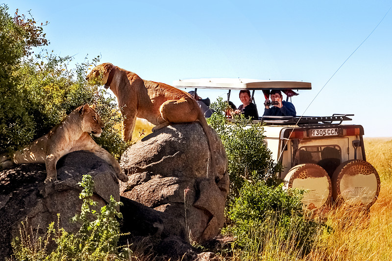 坦桑尼亚,四驱车,骄傲,非洲,旅行者,塞伦盖蒂国家公园,双狮峰,2016,摄影,行军