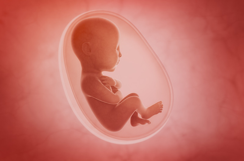 胎儿,里面,胚胎,胎姿,人类母体内发育阶段,胎盘,生理学,超声波,怀孕的