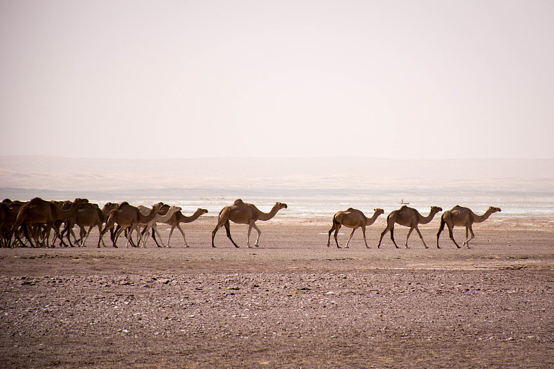 驼队,毛里塔尼亚,撒哈拉沙漠,单峰骆驼,兽群,水平画幅,沙子,无人,非洲,户外