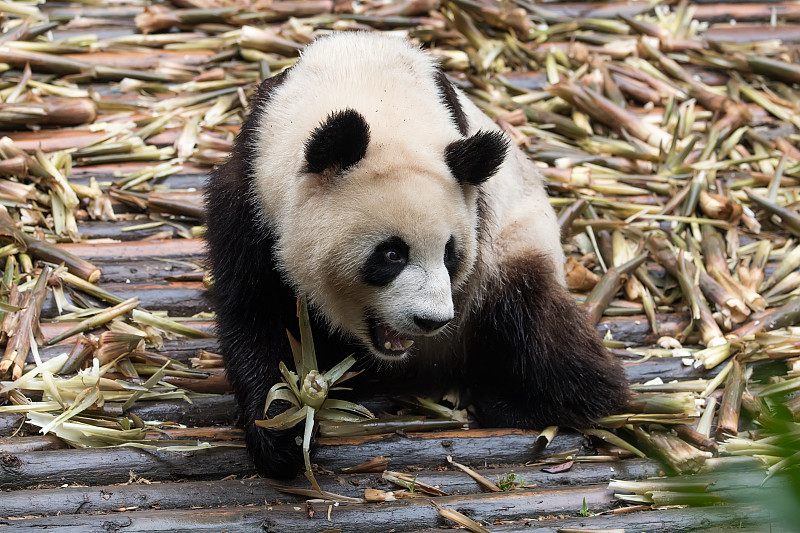 笋,熊猫,巨大的,成都,小熊,四川省,幼兽,濒危物种,竹子,吃