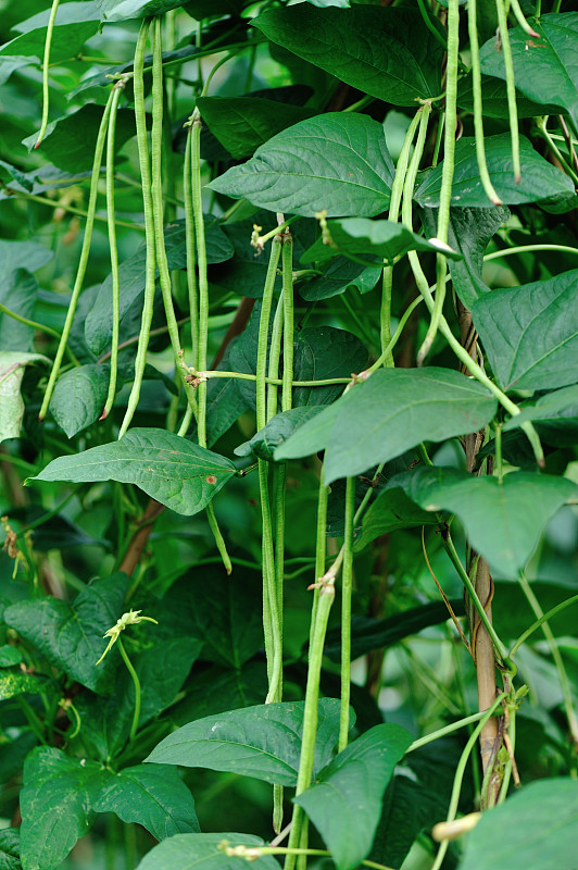 植物群,豆,菜园,长的,豇豆,自然,垂直画幅,绿色,无人,有机食品