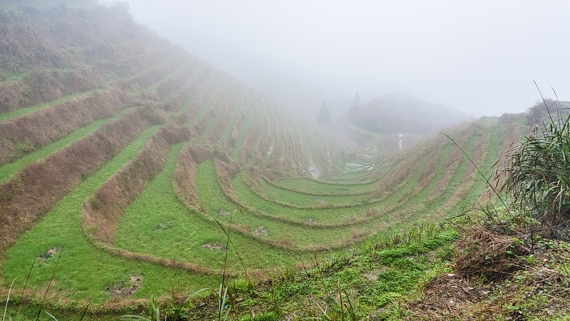 梯田,雾,稻,在上面,菜园,龙脊山,龙脊梯田,龙胜,桂林,水稻梯田