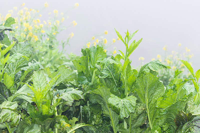 湿,草,雨,雨滴,绿色,龙脊梯田,龙胜,桂林,水,草原