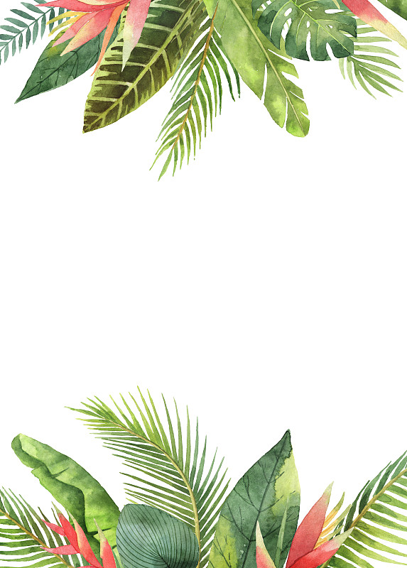 叶子,枝,白色背景,水彩画,分离着色,鸡尾酒,长方形,边框,热带植物图案,热带树