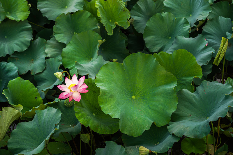 池塘,荷花,亚洲睡莲,仅一朵花,热带的花,植物茎,睡莲,花头,拍摄场景,大特写