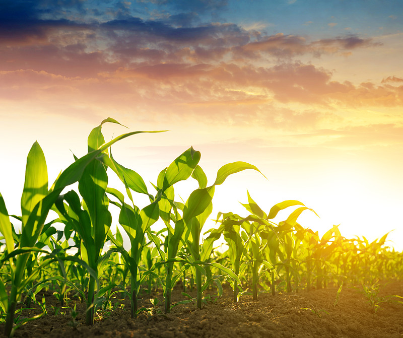 玉米,田地,绿色,农作物,栽培植物,捷克,农场,成一排,日光,水平画幅