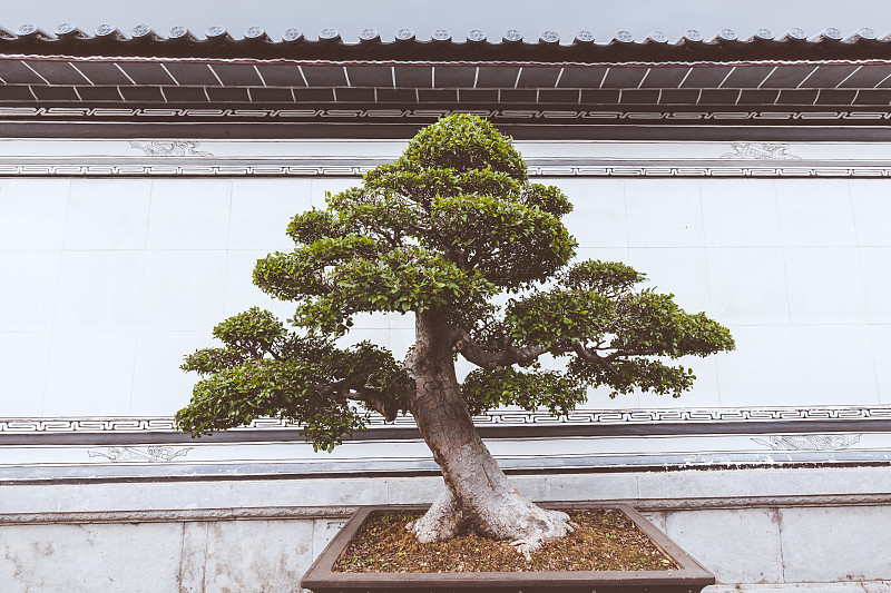 传统,盆景,丽江,松科,成组图片,原野,屋檐,云南省,松树,宁静