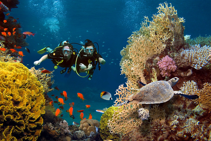 珊瑚,鱼类,伴侣,海洋,爱的,红海,马尔代夫,水中呼吸器,潜水镜,水肺潜水
