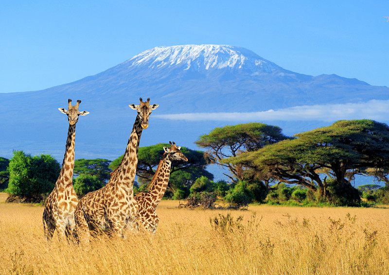 肯尼亚,长颈鹿,三只动物,乞力马扎罗山,鹿豹座流星雨,蓝牛羚,非洲,南美大草原,萨凡纳港市,动物