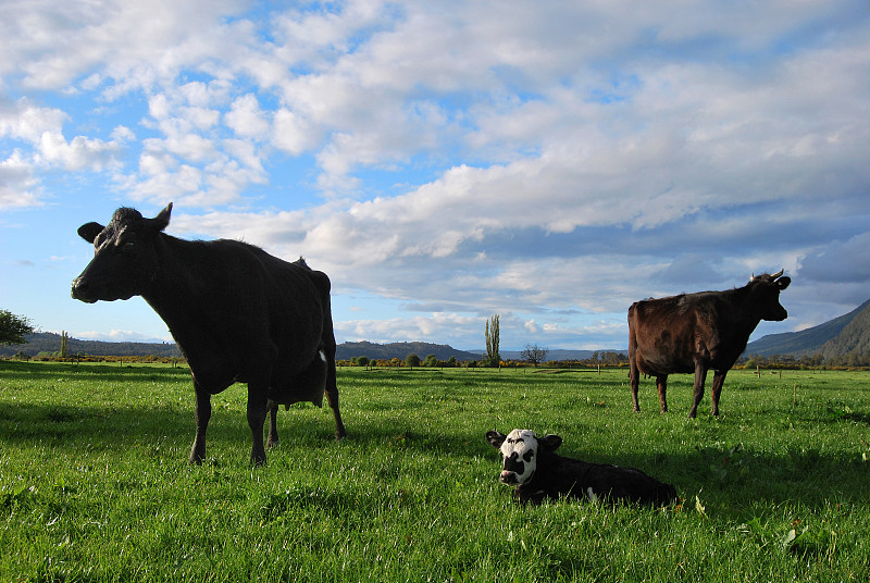 家庭,母牛,小牛,乳牛,乳牛场,新西兰,天空,水平画幅,家畜