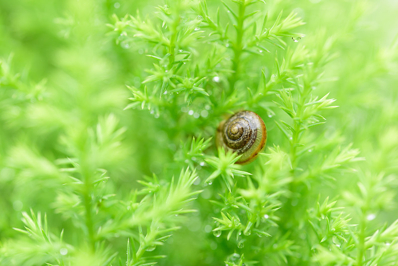 蜗牛,雨,叶子,绿色,水滴,腹足动物,菜园蜗牛,法式蜗牛,刀刃草,泥泞的