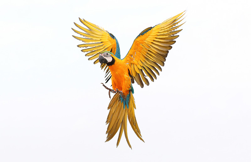 鹦鹉,张开翅膀,金刚鹦鹉,鲈鱼,喙,泰国食品,鸟类,两翼昆虫,黄色,背景分离