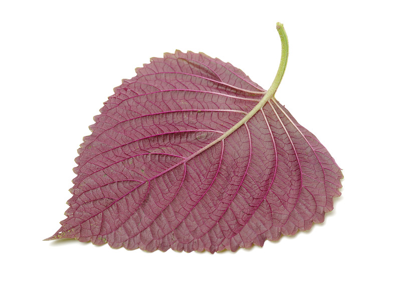 紫苏,叶子,在上面,白色背景,分离着色,水平画幅,绿色,无人,红色,紫色