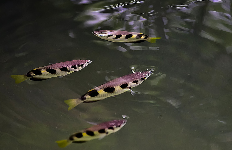 射水鱼,箭术,水平画幅,新加坡,无人,摄影