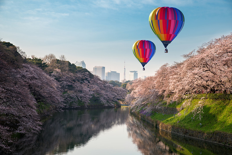 东京,樱桃,日本,花朵,巨大的,风景,背景,接力赛,千鸟渊,樱花