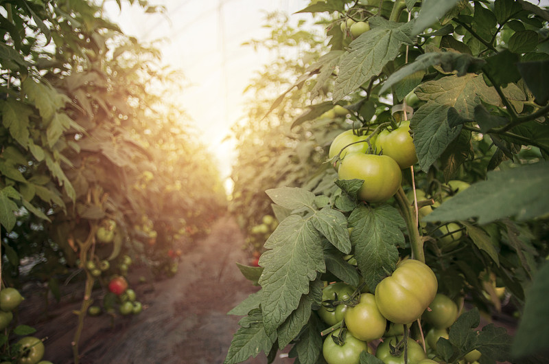 西红柿,菜园,田地