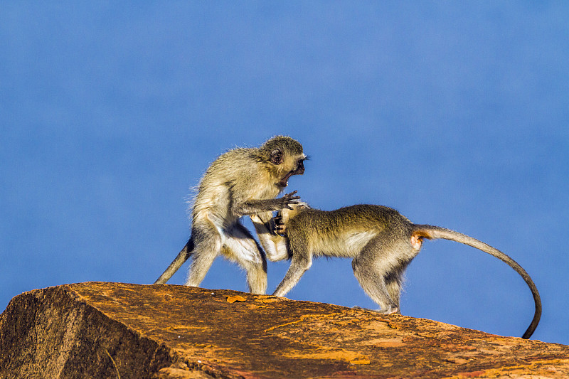 长尾猴,南非,克鲁格国家公园,长尾叶猴,普马兰加省,林波波省,生物保护区,莫桑比克,猴子,猕猴