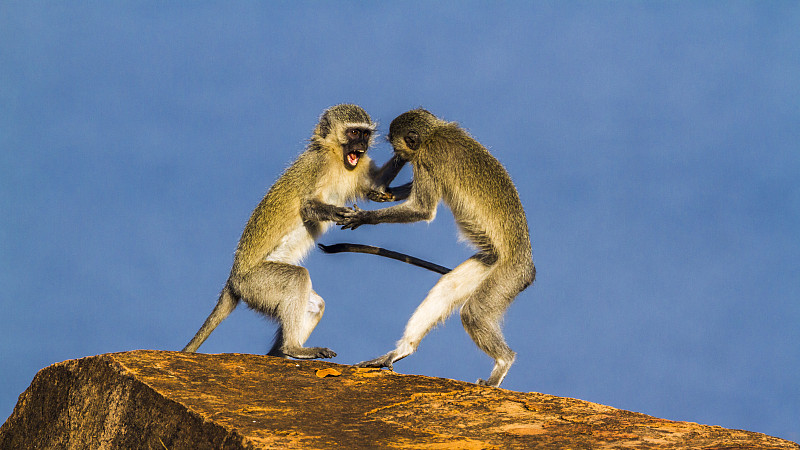 长尾猴,南非,克鲁格国家公园,长尾叶猴,普马兰加省,林波波省,生物保护区,莫桑比克,猕猴,津巴布韦