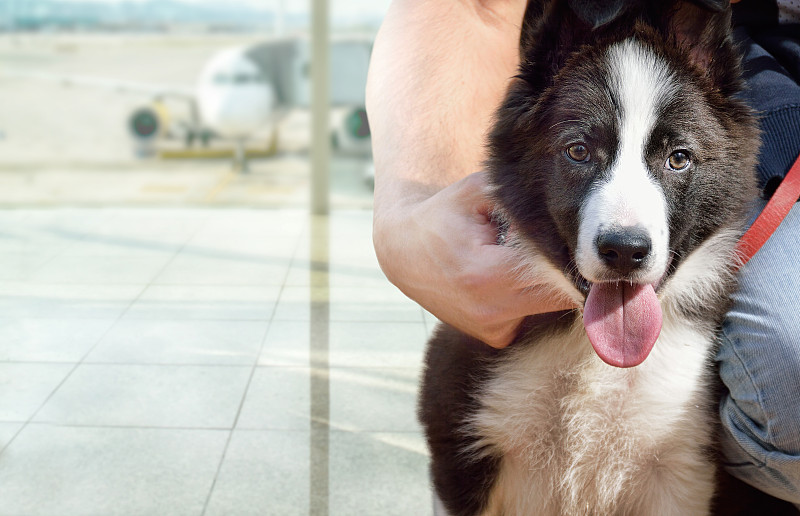 狗,旅游目的地,边境牧羊犬,饲养员,机场,宠物主人,飞机,宠物,商用机,男性友谊