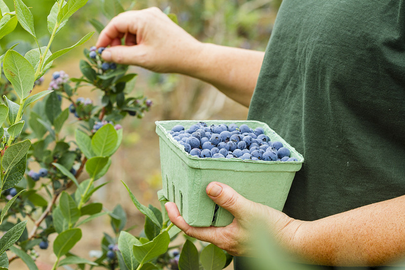 蓝莓,女人,浆果,农场,安大略省,土产,水平画幅,夏天,仅成年人,农作物
