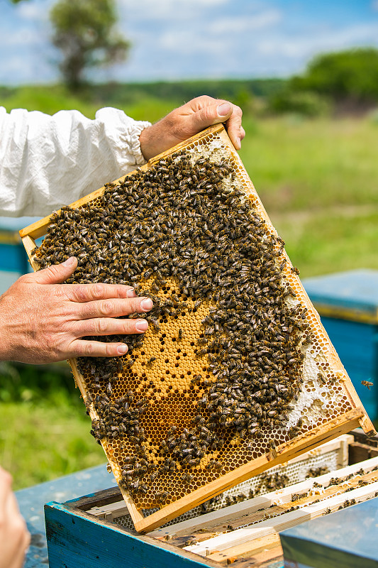 beekeeper,蜂箱,蜜蜂,边框,手,劳动党,全国大学生体育协会,蜂蜡,养蜂,有机农庄