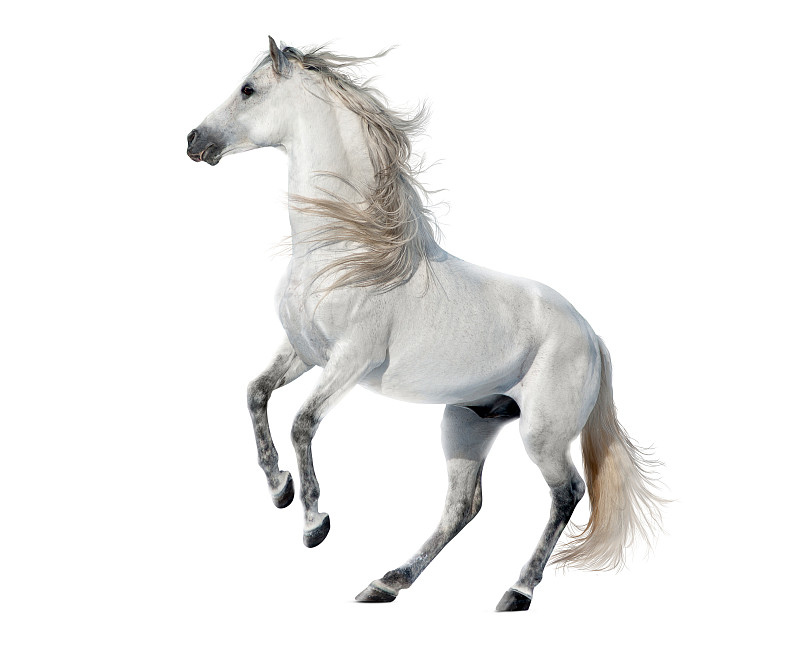 后腿站立,种马,分离着色,白色,安达卢西亚,安达卢西亚马,马,巴洛克风格,野生动物,白色背景