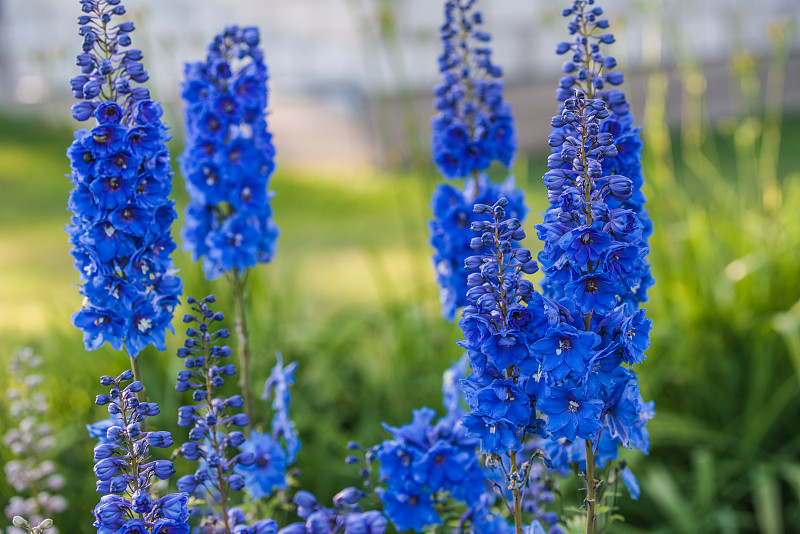 飞燕草,蓝色,爱沙尼亚,美,水平画幅,夏天,明亮,花束,植物,多年生植物