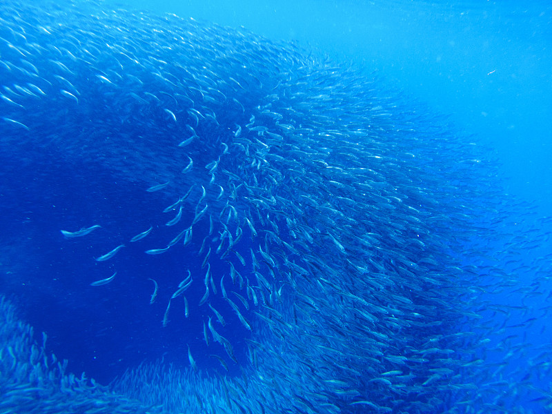鱼群,沙丁鱼,海洋,水,巨大的,水下,蓝色,大群动物,钓大鱼,梭鱼类
