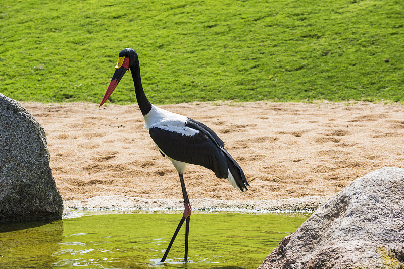 鞍状喙鹳,black,stork,鹤嘴鸟,蛎鹬,鹳,巴伦西亚省,狩猎动物,极端地形,沙砾,选择对焦