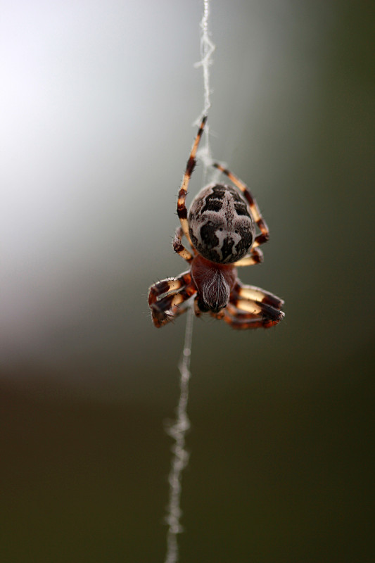 蜘蛛,orb,web,spider,花园蜘蛛,蜘蛛恐惧症,王冠,恐惧症,动物腿,恐惧,害虫,动物斑纹