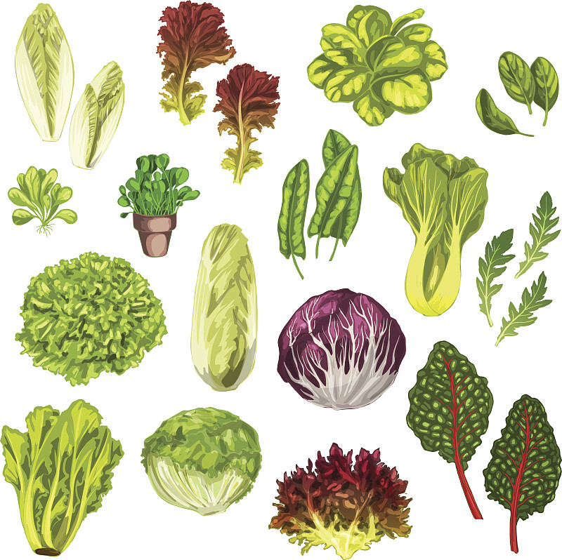 草本,蔬菜,蔬菜叶,水彩画,绘画插图,素食,计算机制图,计算机图形学,农作物,酸模