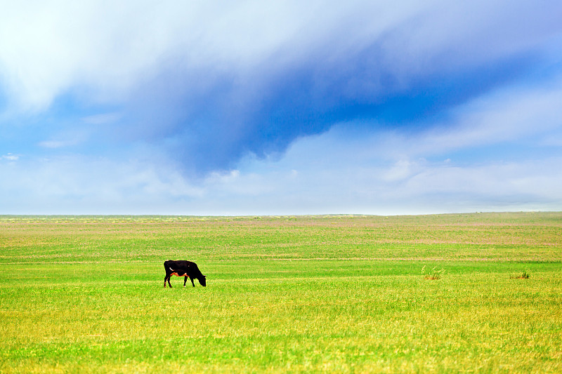 草原,母牛,平原,宽的,艾迪尔怀尔德,大平原,乳牛场,生态旅游,牧人,自然荒野区