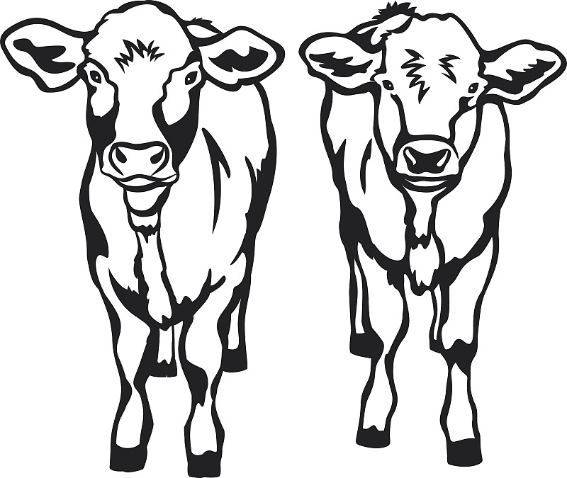 正面视角,牛,母牛,黑色,两只动物,可爱的,水平画幅,绘画插图,卡通,乳牛