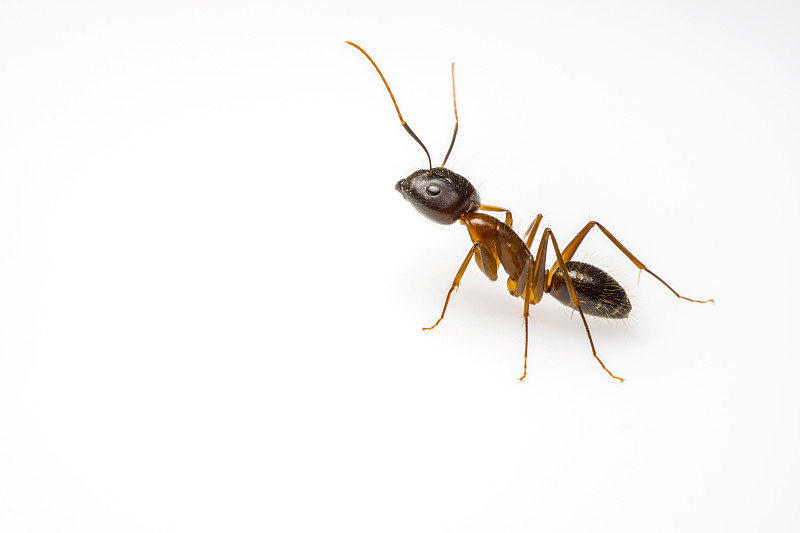 蚂蚁,白色背景,分离着色,褐色,水平画幅,登革热,生物学,泰国,工作室,人的眼睛