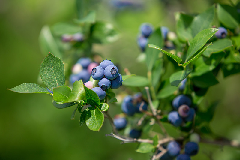 蓝莓,水果,灌木丛,水平画幅,夏天,户外,甜点心,植物,灌木