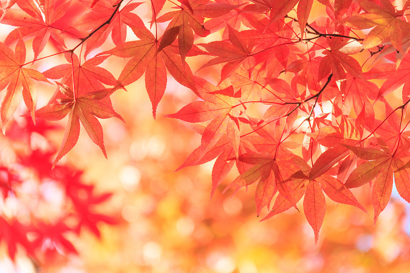 枫叶,秋天,红色,背景,美,留白,边框,水平画幅,枝繁叶茂,无人