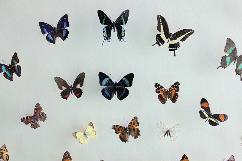 标本架,蝴蝶,色彩鲜艳,动物,反差,美,留白,水平画幅,干净,明亮