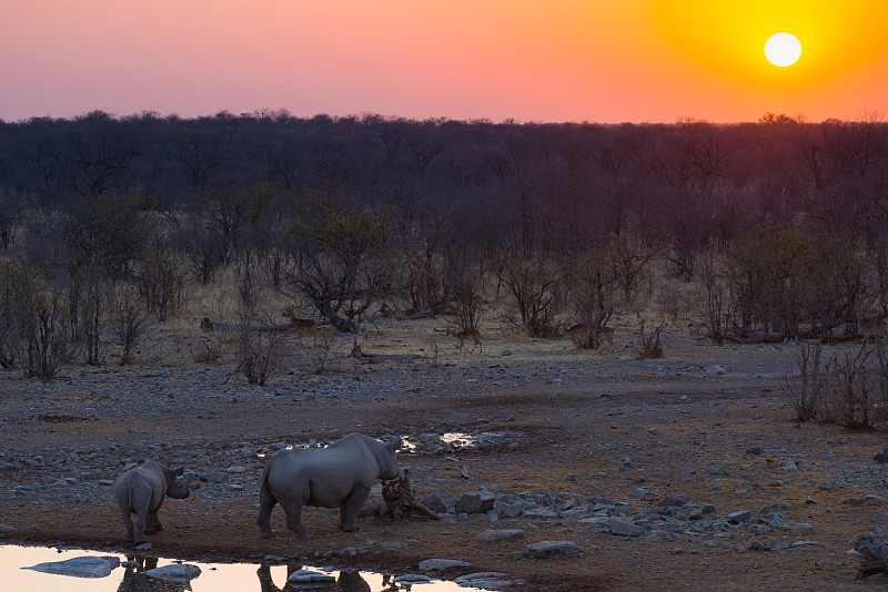 黑犀牛,水洞湖,纳米比亚,濒危物种,野生动物,非洲,远征,喝,日落