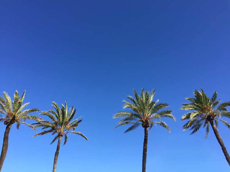 留白,棕榈树,天空,度假胜地,边框,水平画幅,无人,树梢,洛杉矶县,夏天