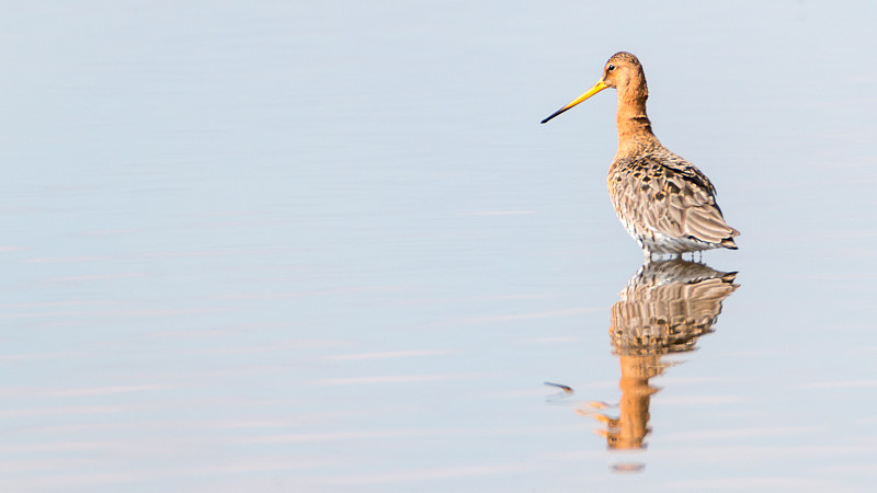 黑色,黑尾鹬,防水长靴,荷兰,喙,黑尾塍鹬,水平画幅,鸟类,翎毛,鹤嘴鸟