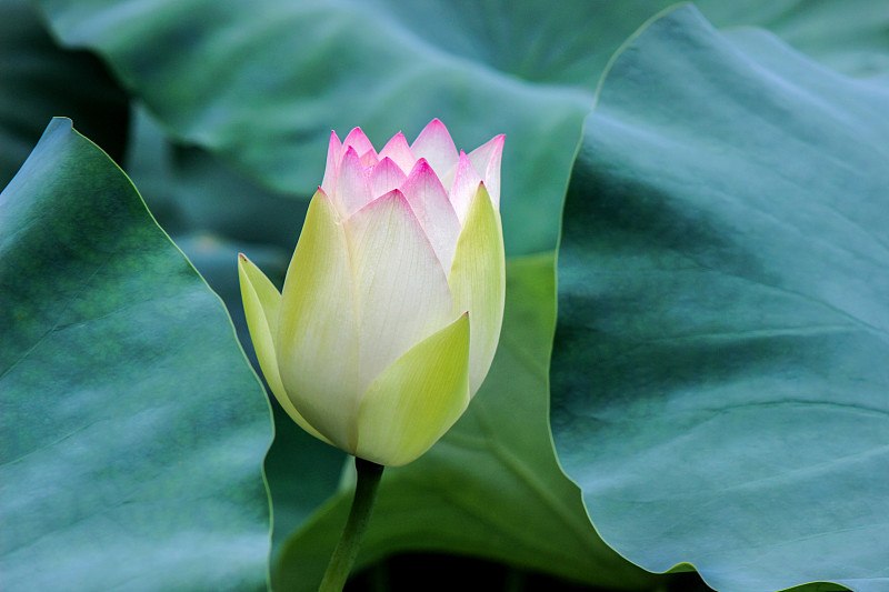 荷花,花蕾,叶子,绿色,清新,自然界的状态,静水,池塘,自然美,春天